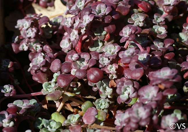 Sedum spathulifolium 'Purpureum' Pacific stonecrop