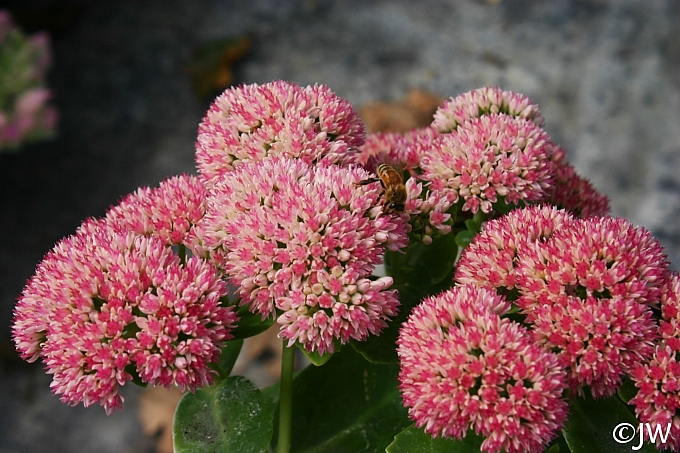 Sedum telephium 'Autumn Joy' sedum