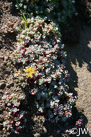 Sedum spathulifolium  Pacific stonecrop