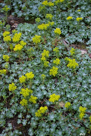 Sedum spathulifolium  Pacific stonecrop