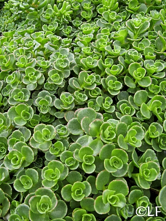 Sedum spurium 'John Creech' stonecrop