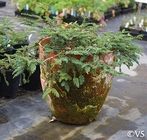 Sequoia sempervirens 'Nana Pendula' prostrate coast redwood