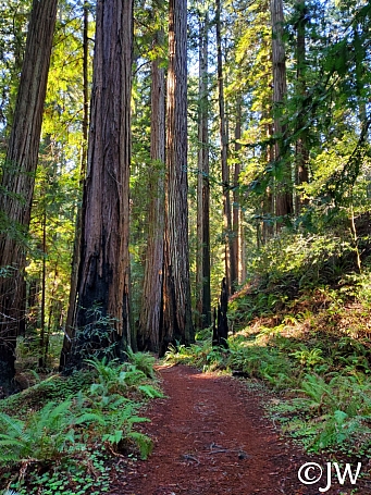 Sequoia sempervirens  coast redwood