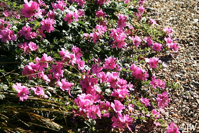 Sidalcea malviflora 'Palustre' checkerbloom