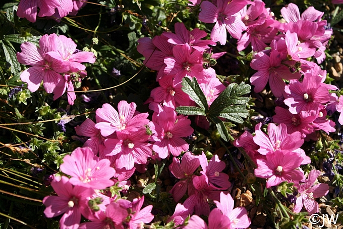 Sidalcea malviflora 'Palustre' checkerbloom
