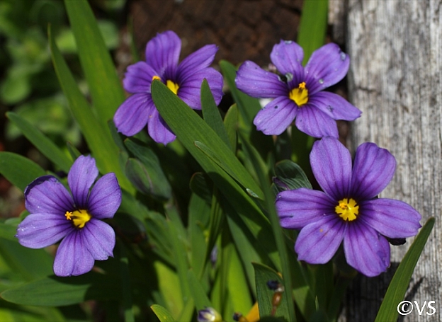 Sisyrinchium bellum 'Rocky Point' dwarf blue-eyed grass