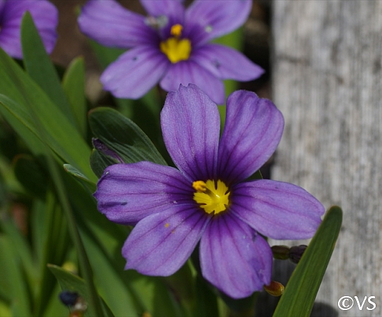 Sisyrinchium bellum 'Rocky Point' dwarf blue-eyed grass