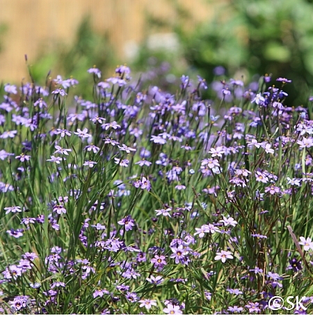 Sisyrinchium bellum  blue-eyed grass