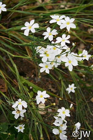 Sisyrinchium bellum 'Sonoma Snow' blue-eyed grass