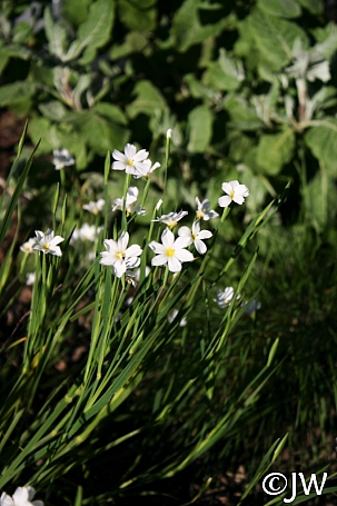 Sisyrinchium bellum 'Sonoma Snow' blue-eyed grass