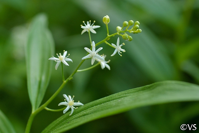 Maianthemum (Smilacina) stellatum  slim false Solomon's seal