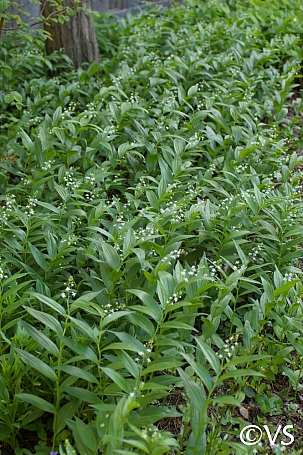 Maianthemum (Smilacina) stellatum  slim false Solomon's seal