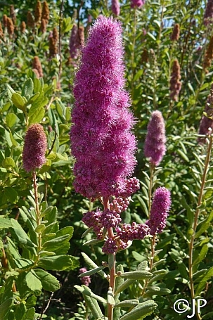 Spiraea douglasii  western spirea, rose spirea