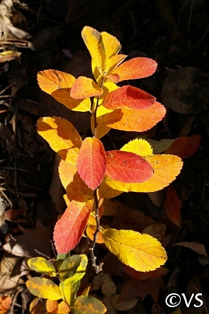 Spiraea douglasii  western spirea, rose spirea