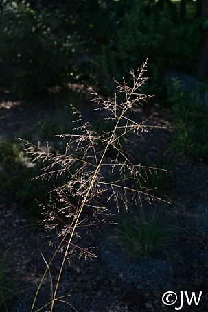 Sporobolus airoides  dropseed sacaton