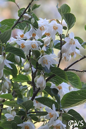 Styrax redivivus  snowdrop bush
