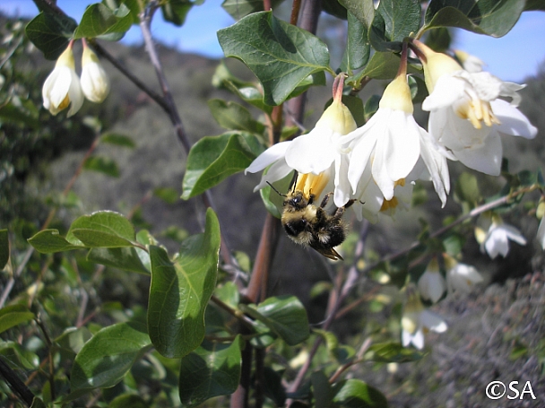 Styrax redivivus  snowdrop bush