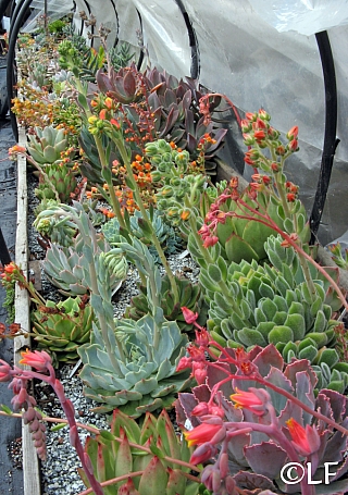 Succulent Plants   
