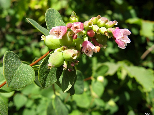 Symphoricarpos albus var. laevigatus 'Tilden Park' snowberry