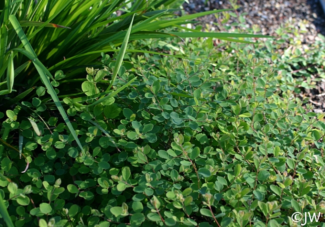 Symphoricarpos albus var. laevigatus 'San Bruno Mountain' snowberry