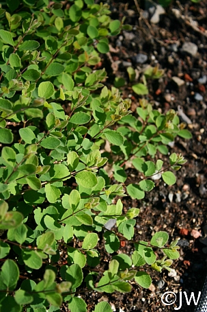 Symphoricarpos albus var. laevigatus 'San Bruno Mountain' snowberry
