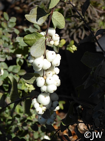 Symphoricarpos albus var. laevigatus 'Tilden Park' snowberry