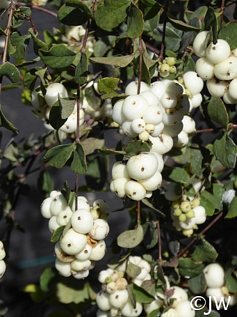 Symphoricarpos albus var. laevigatus 'Tilden Park' snowberry