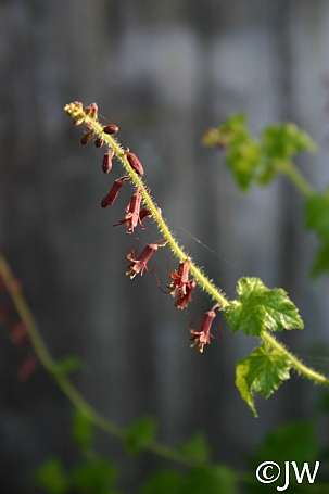 Tolmiea menziesii  piggyback plant