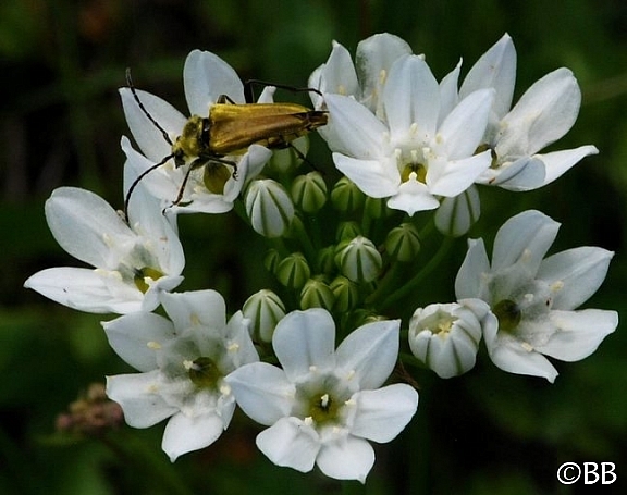 Triteleia hyacinthina  white brodiaea