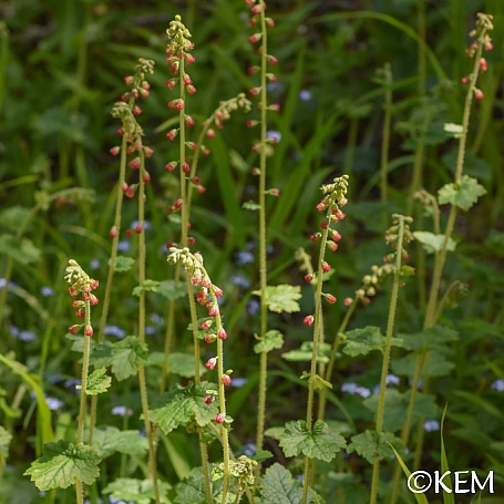 Tellima grandiflora  fringe cups