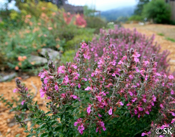 Teucrium chamaedrys  germander