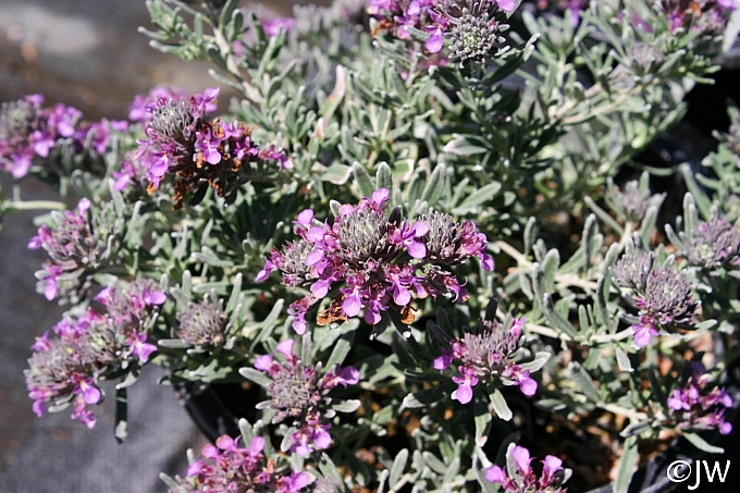 Teucrium cossonii (majoricum)  Majorcan teucrium