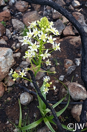 Toxicoscordion fremontii  Fremont's star lily