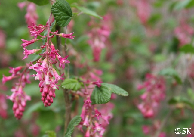 Ribes sanguineum v. glutinosum 'Tranquillon Ridge' pink flowering currant