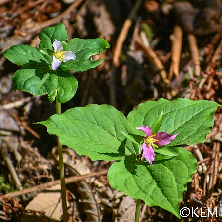 Trillium ovatum  western trillium