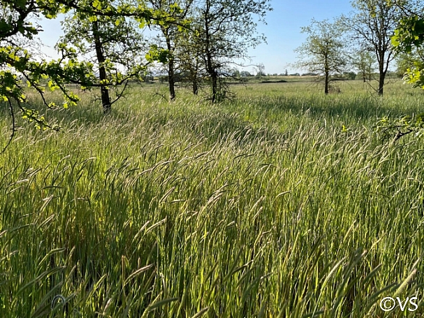 Hordeum brachyantherum  meadow barley