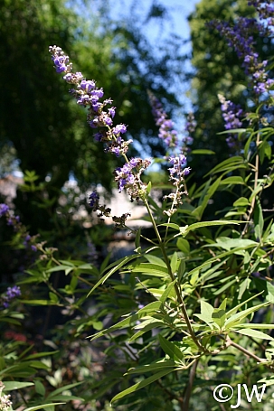 Vitex agnus-castus 'Sensational' chaste tree