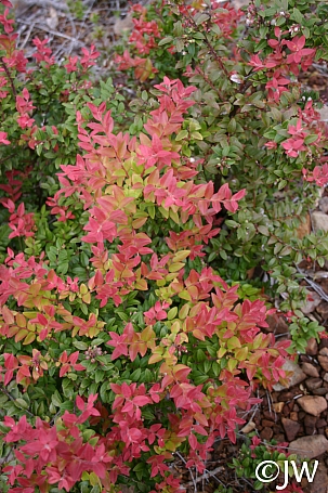 Vaccinium ovatum  evergreen huckleberry
