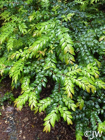 Vaccinium ovatum  evergreen huckleberry