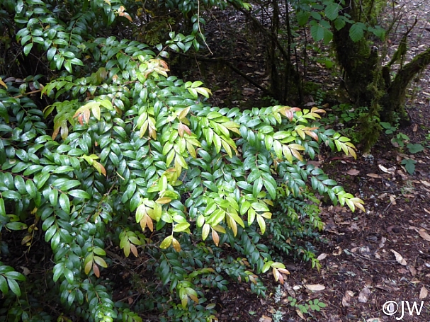 Vaccinium ovatum  evergreen huckleberry