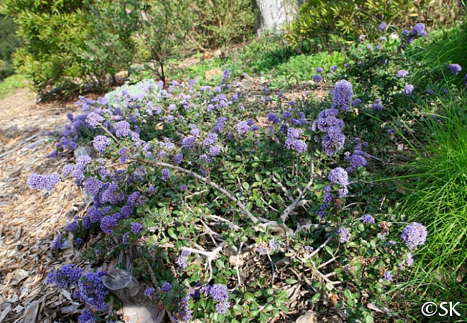 Ceanothus maritimus 'Valley Violet' Santa Barbara ceanothus