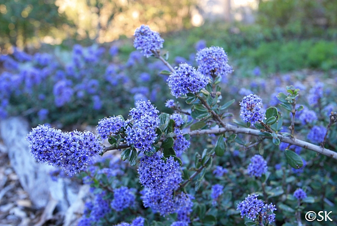 Ceanothus maritimus 'Valley Violet' Santa Barbara ceanothus