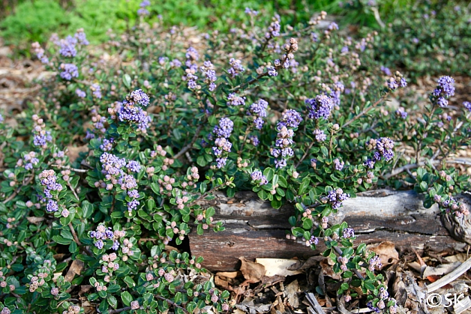 Ceanothus maritimus 'Valley Violet' Santa Barbara ceanothus