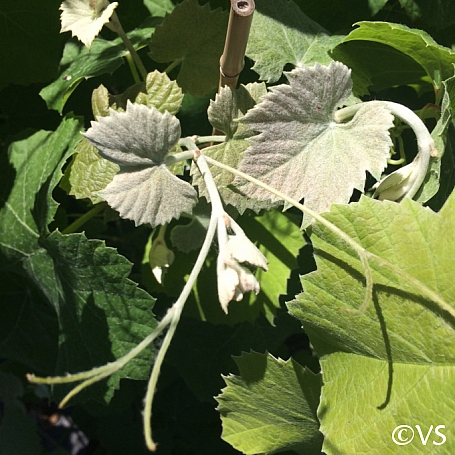 Vitis girdiana  desert grape