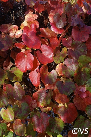 Vitis californica x 'Roger's Red' California grape