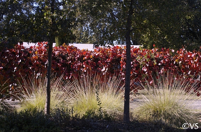 Vitis californica x 'Roger's Red' California grape