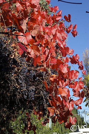 Vitis californica x 'Roger's Red' California grape