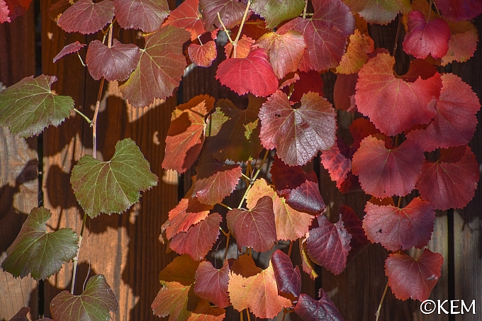 Vitis californica 'Russian River' California grape
