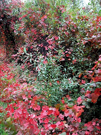 Vitis californica 'Russian River' California grape