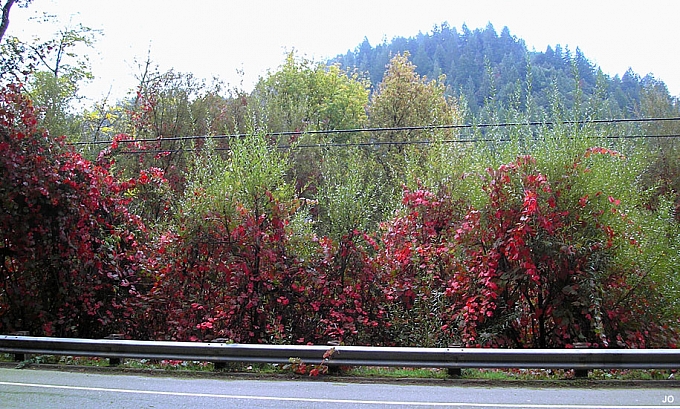 Vitis californica 'Russian River' California grape